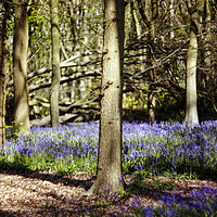 Buy canvas prints of Bluebells by david harding