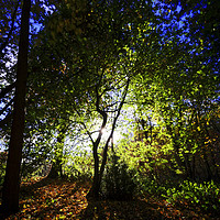 Buy canvas prints of Trees with Sun by david harding