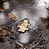 Buy canvas prints of leaf floating on water by david harding