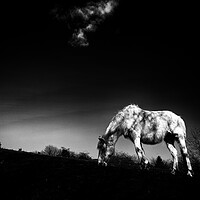Buy canvas prints of Horse  by david harding