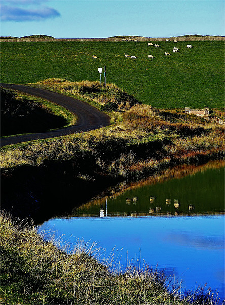 Sheep Reflecting Picture Board by Laura McGlinn Photog