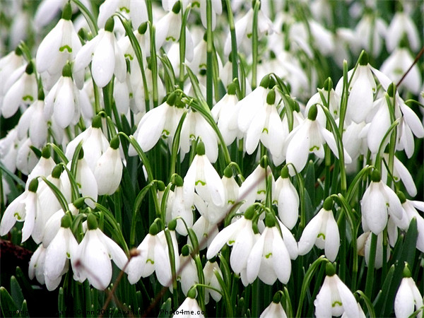 Simply Snowdrops Picture Board by Laura McGlinn Photog