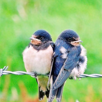 Buy canvas prints of A Swallows Tale by Laura McGlinn Photog