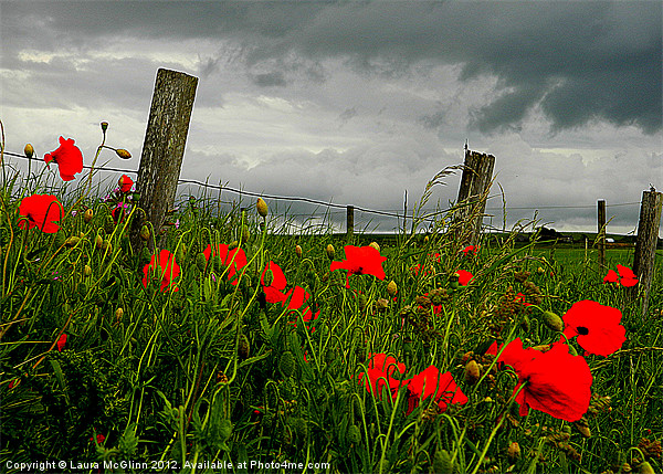 Stormy Poppies Picture Board by Laura McGlinn Photog