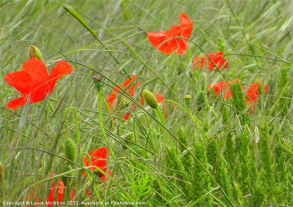 Swaying Poppies Picture Board by Laura McGlinn Photog