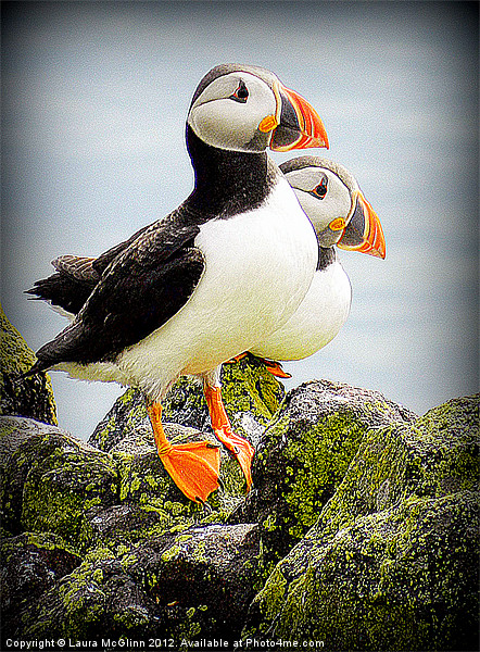 Little Puffins Picture Board by Laura McGlinn Photog