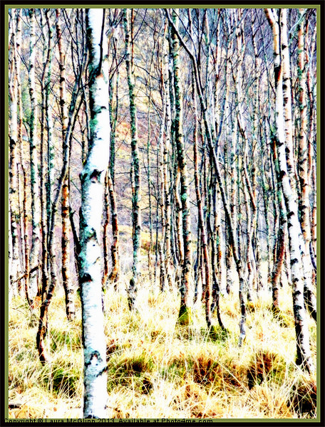 The Birches Picture Board by Laura McGlinn Photog