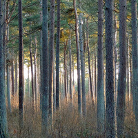 Buy canvas prints of  Tentsmuir Pine by Laura McGlinn Photog