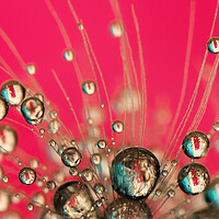 Buy canvas prints of Hot Pink Drops by Sharon Johnstone