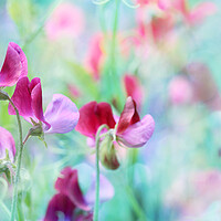 Buy canvas prints of Sweet Pea by Sharon Johnstone
