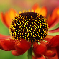 Buy canvas prints of Helenium Fire by Sharon Johnstone
