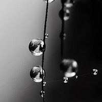 Buy canvas prints of Grass Seed Drops by Sharon Johnstone