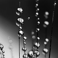 Buy canvas prints of Grass Seed Drops II by Sharon Johnstone