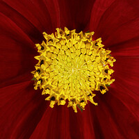 Buy canvas prints of Cosmos in Red Velvet by Sharon Johnstone