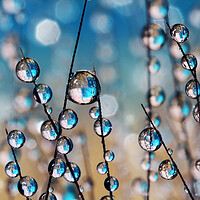 Buy canvas prints of Crazy Grass Seed Drops by Sharon Johnstone