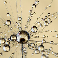 Buy canvas prints of A Spray of Dandy Drops by Sharon Johnstone