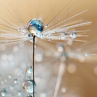 Buy canvas prints of Fairy Blue Drop by Sharon Johnstone