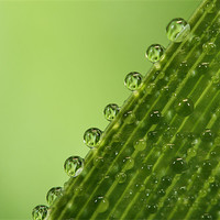 Buy canvas prints of Fresh Green Dew Drops by Sharon Johnstone