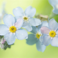 Buy canvas prints of Forget-Me-Not by Sharon Johnstone