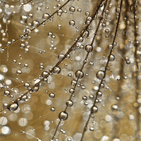 Buy canvas prints of Golden Fairy Shower by Sharon Johnstone