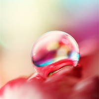 Buy canvas prints of Dreamy Droplet by Sharon Johnstone