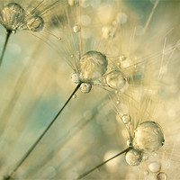 Buy canvas prints of Dandy Drops & Sparkles by Sharon Johnstone