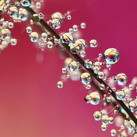 Buy canvas prints of Smoking Pink Drops II by Sharon Johnstone