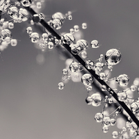 Buy canvas prints of Smoking Drops in B&W by Sharon Johnstone