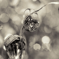 Buy canvas prints of Moss Drops in B&W by Sharon Johnstone