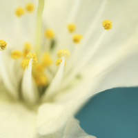 Buy canvas prints of Blossom White Against Blue by Sharon Johnstone