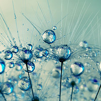 Buy canvas prints of A Shower of Blue Dandy Drops by Sharon Johnstone