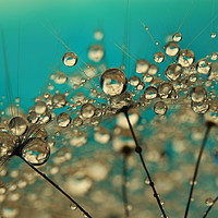 Buy canvas prints of Turquoise Dandelion Drops by Sharon Johnstone