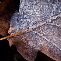 Buy canvas prints of Frosted Oak Leaf by Robert Coffey