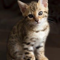 Buy canvas prints of Cute Bengal kitten by Robert Coffey