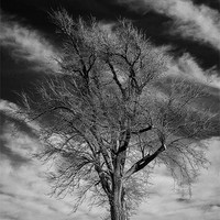 Buy canvas prints of Old Dead Tree by Doug Long