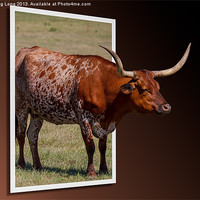 Buy canvas prints of Out of Frame Longhorn by Doug Long