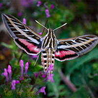 Buy canvas prints of Hummingbird Moth by Doug Long