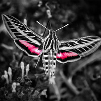 Buy canvas prints of Hummingbird Moth in B&W by Doug Long