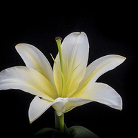 Buy canvas prints of White Lily by Doug Long