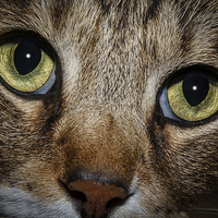 Buy canvas prints of In a Cats Eye by Doug Long
