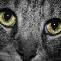 Buy canvas prints of In A Cats Eye B&W by Doug Long