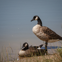 Buy canvas prints of Geese 2 by Doug Long