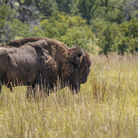 Buy canvas prints of Bison by Doug Long