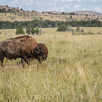 Buy canvas prints of Bison 4 by Doug Long