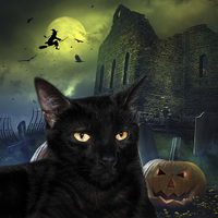Buy canvas prints of The Witches Cat by Doug Long