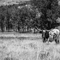 Buy canvas prints of Texas Longhorn in BW  by Doug Long