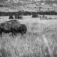 Buy canvas prints of American Bison by Doug Long