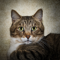 Buy canvas prints of Cat Portrait by Doug Long