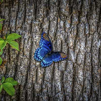 Buy canvas prints of Blue Butterfly by Doug Long