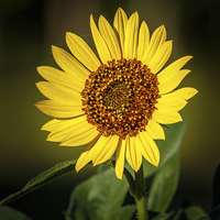 Buy canvas prints of Common Sunflower by Doug Long
